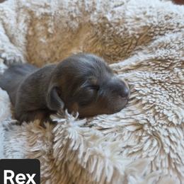 Rex - Blue male American Hunt Terrier puppy in Cave City, Arkansas from Bayou Valley Shepherds and American Hunt Terriers