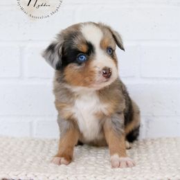 Earth - Blue merle male Toy Australian Shepherd puppy in Charlestown, Indiana from Hydden Aussies