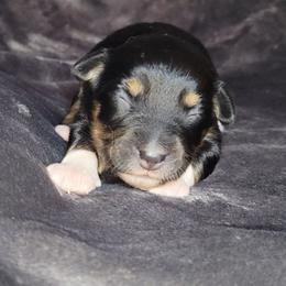 Rajah - Black tri female Miniature Australian Shepherd puppy in Sunbury, Pennsylvania from Elemental Mini Aussies