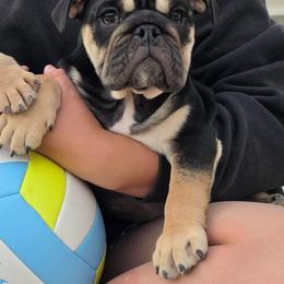 Oakley - Black tri-color female Bulldog puppy in Kennewick, Washington from Badger Canyon bulldogs