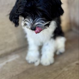 Ollie - Black and white male Cavapoo puppy in Mount Dora, Fl, Florida from Breezy Palms Puppies