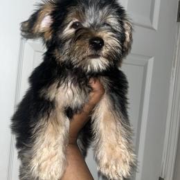 Slinky Yorkie - Black and tan male Yorkipoo puppy in Gastonia, North Carolina from Dynasty Kennel