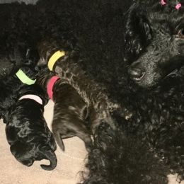 Poodles from Phare Poodles