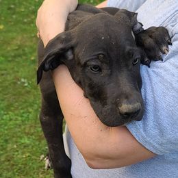 Great Dane Puppies from Trisha Self's Great Danes