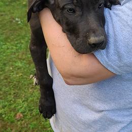 Great Dane Puppies from Trisha Self's Great Danes