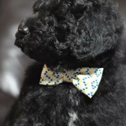Poodle Puppies from Timber Hills Poodles and Doodles