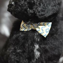 Poodle Puppies from Timber Hills Poodles and Doodles