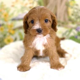 Robin - Red female Cavapoo puppy in Queen Creek, Arizona from Dulcito Doodles