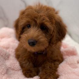 Daisy - Red  female Goldendoodle puppy in Kansas City, Kansas from Bella & Ivy’s Mini Goldendoodles of KC