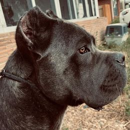 Cane Corso from Rocky Mountain Cane Corso