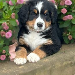 Girl 1 - Black rust and white Bernese Mountain Dog puppy in Port Huron, Michigan from Thumb Coast Bernese