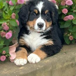 Girl 1 - Black rust and white Bernese Mountain Dog puppy in Port Huron, Michigan from Thumb Coast Bernese