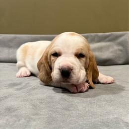 Reba (Tater Bug) Roo - Lemon and white female Basset Hound puppy in Republic, Missouri from Shauna Jones Family Basset Hounds