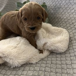 Cavapoo Puppies from Poppy Garden Doodles
