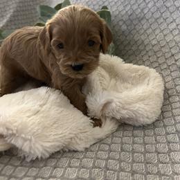 Cavapoo Puppies from Poppy Garden Doodles