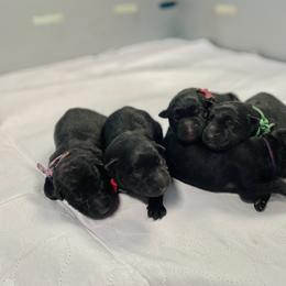 Border Collie and German Shepherd Puppies from Von Guadachi Working Dogs
