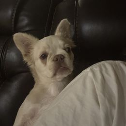 French Bulldog puppies from Nelson’s Fancy Frenchies and Bulldogs