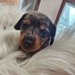 Bumble - Dapple male Dachshund puppy in Angola, Indiana from Heather's Dachshunds