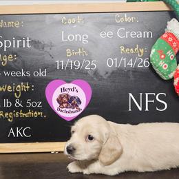 Christmas Spirit - Cream female Dachshund puppy in Hoquiam, Washington from Heyd's Mini Dachshunds