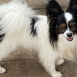 Sammy - Papillon