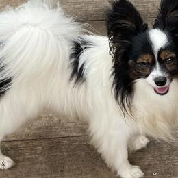 Sammy - Papillon