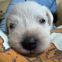 Pearl - White female Miniature Schnauzer puppy in Akron, Ohio from Green Family Companion Kennel, LLC