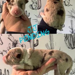 JJ - Red merle female Border Collie puppy in Sanger, California from Flying M Cactus Ranch Buddies
