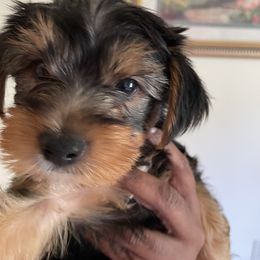 Yorkshire Terrier Puppies from Yuppie Yorkies
