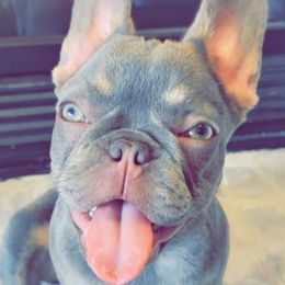 Zoe - French Bulldog