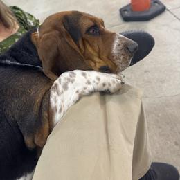 Rana - Brown black and white female Basset Hound puppy in Morocco, Indiana from Collegiate Bassets and Rheign Collies