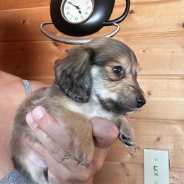 Boy 5 - Cream male Dachshund puppy in Cheyenne, Wyoming from Great Basin Hounds