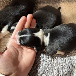 Boy 1 - White and black male Pembroke Welsh Corgi puppy in Dugspur, Virginia from Camelot Corgis