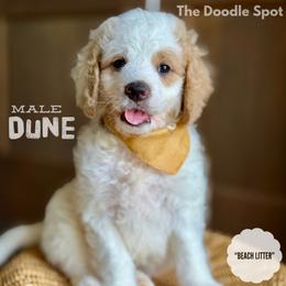 Dune - Parti male Goldendoodle puppy in San Antonio, Texas from The Doodle Spot
