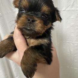 Candy - Black and tan female Yorkshire Terrier puppy in Valdosta, Georgia from Sweet Georgia Yorkies