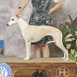 Razzle Dazzle - Whippet