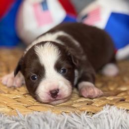 Summer - Red & white female Miniature Australian Shepherd puppy in California from Eagle River Aussies