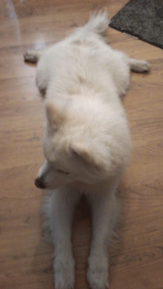 Greathouse Pomsky Stud in Alaska Pomsky puppies Good Dog