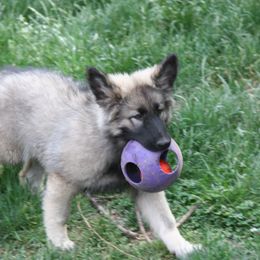 Shiloh Shepherd Puppies from Solace Shilohs