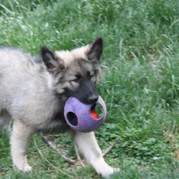 Shiloh Shepherd Puppies from Solace Shilohs