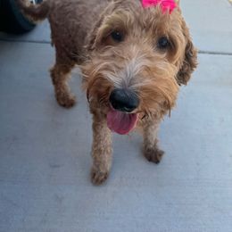 Daisy - Goldendoodle