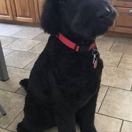 Goldendoodles from Shaggy Bark Goldendoodles