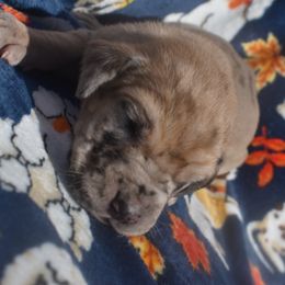 Fawn Merle Boy Black Collar - Merlequin male Great Dane puppy in Alvarado, Texas from Texas Blue Danes