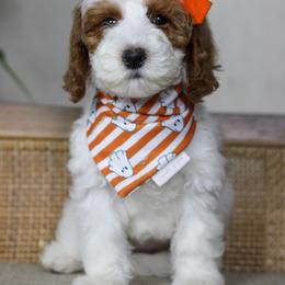 Snow White - Parti female Goldendoodle puppy in Warsaw, Ohio from Lovabledoodles