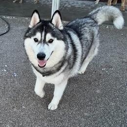 Dierks - Black and white male Siberian Husky puppy in Loudon, Tennessee from Kristari Siberians