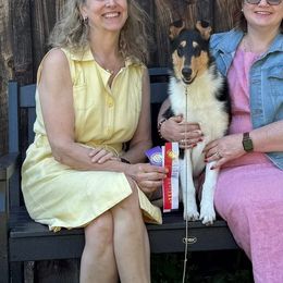 Berger Picards and Collies from Denby Berger Picards and Collies