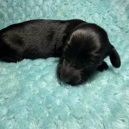 Rolo - Black male Dachshund puppy in Jarales, New Mexico from Poker Paws Dachshunds
