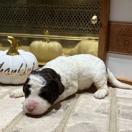 Stuffing - Brown roan male Lagotto Romagnolo puppy in Chicago, Illinois from Midwest Lagotto Romagnolo