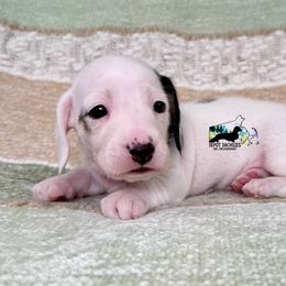 Biscuit - Black and cream male Dachshund puppy in South Easton, Massachusetts from Depot Dachsies