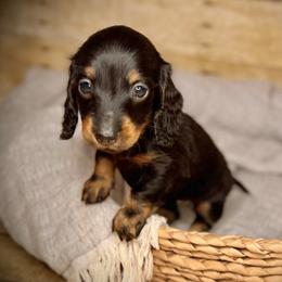 Pink - Black and tan female Dachshund puppy in North Port, Florida from Jessica Louise Dachshunds