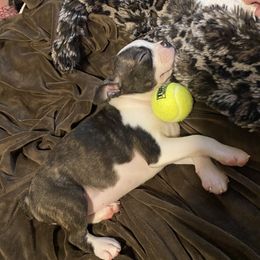 Boston Terrier Puppies from Christina's Boston Terriers